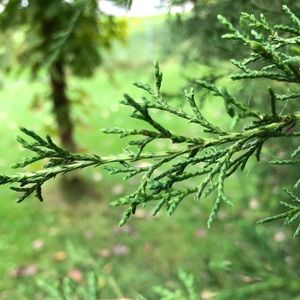 Meet your Posher, Aallison